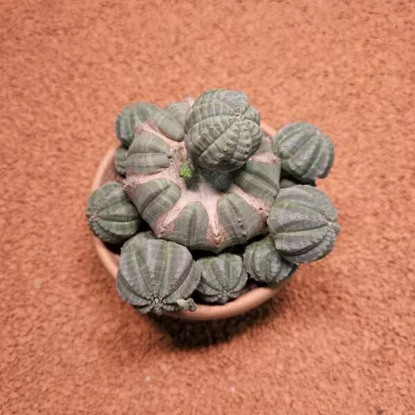Euphorbia Obesa 15lik Saksıda Kaktüs