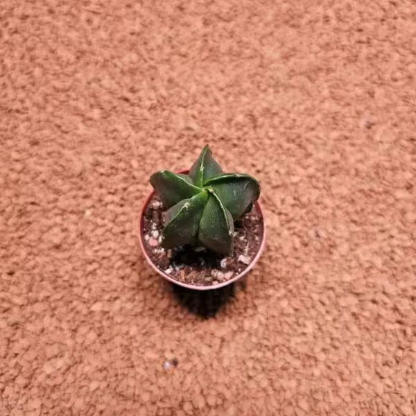 Astrophytum 5.5lik Saksıda Kaktüs