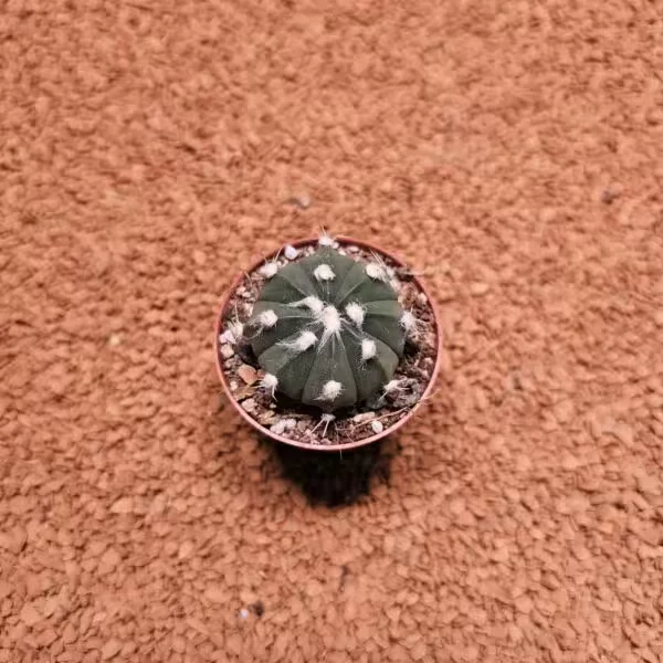 Astrophytum Asterias 4 cm Kaktüs