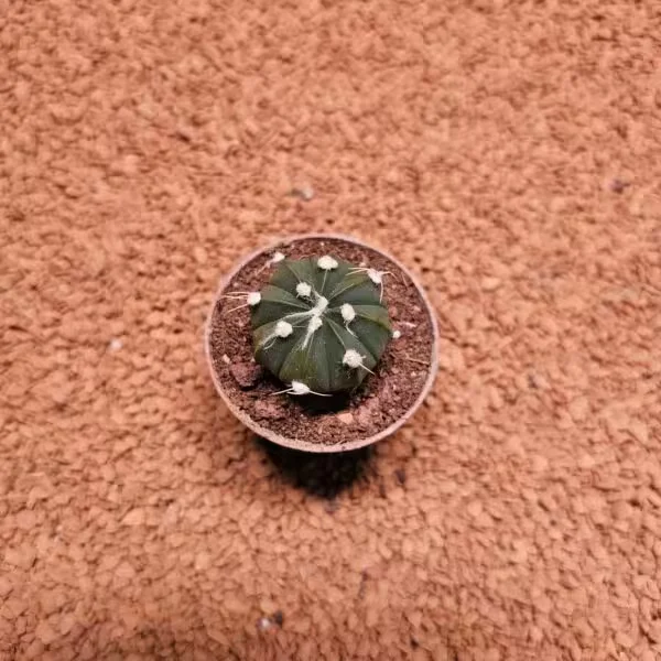 Astrophytum Asterias 4 cm Kaktüs