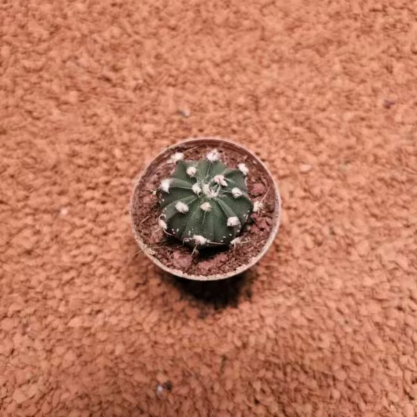 Astrophytum Asterias 4 cm Kaktüs
