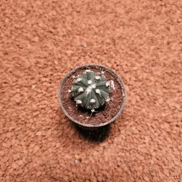 Astrophytum Asterias 3.5 cm Kaktüs