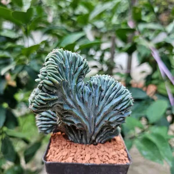 Myrtillocactus Geometrizans Cristata 8.5lik Saksıda Kaktüs