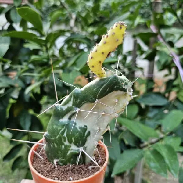 Opuntia Variegata 8lik Saksıda Kaktüs