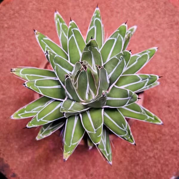 Agave Victoria 15lik Saksıda Kaktüs