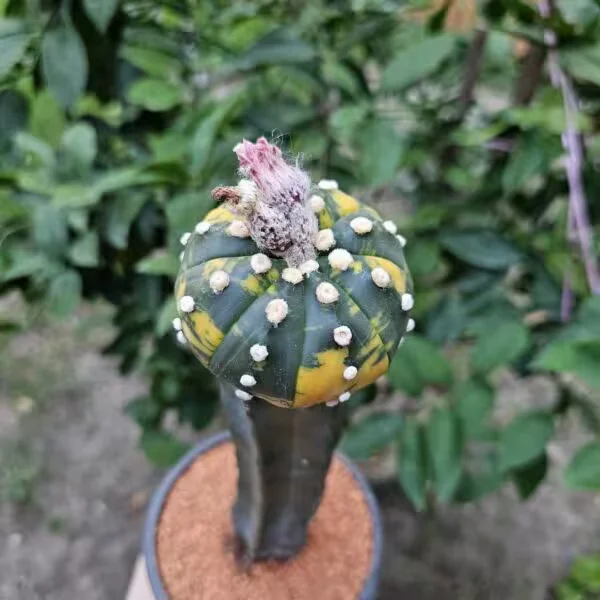 Astrophytum Asterias Veriagata Aşılı Özel Tür Kaktüs