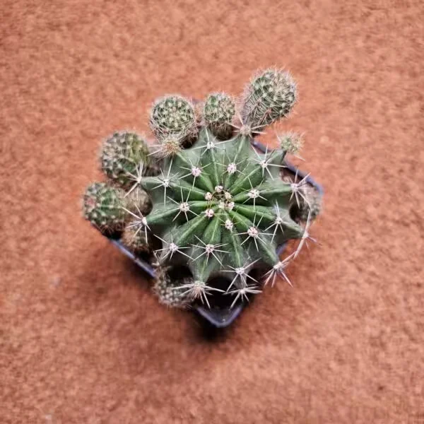 Echinopsis 8lik Saksıda Kaktüs