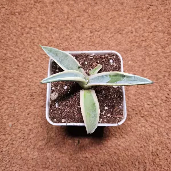 Agave Americana (Amerika Sabırı) 7lik Saksıda Kaktüs