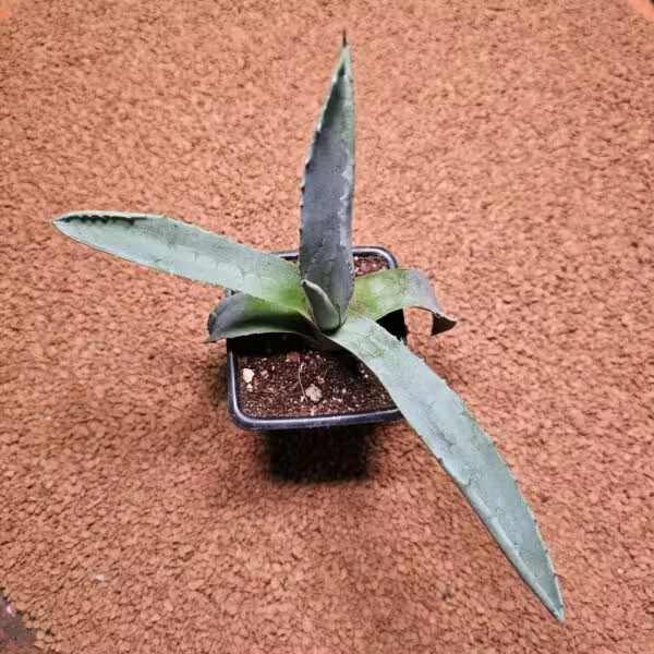Agave Americana Franzosinii 7LİK Saksıda Kaktüs