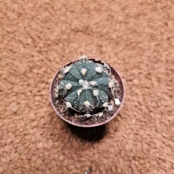 Astrophytum 5.5lik Saksıda Kaktüs
