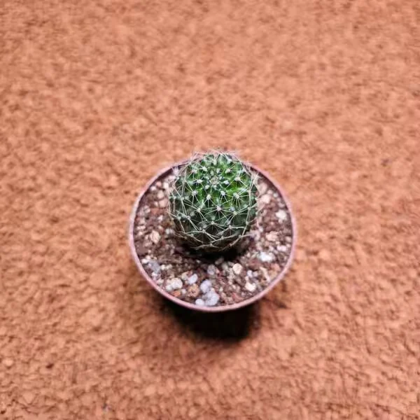 Echinopsis 5.5lik Saksıda Kaktüs