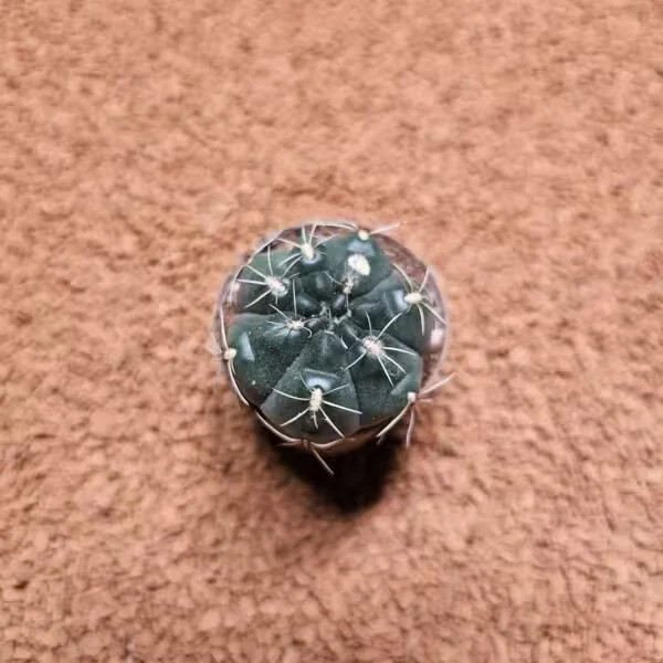 Gymnocalycium Saglionis 5,5lik Saksıda Kaktüs