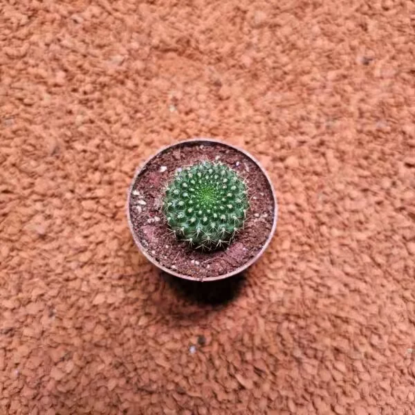 Rebutia Minuscula 5,5lik Saksıda Kaktüs