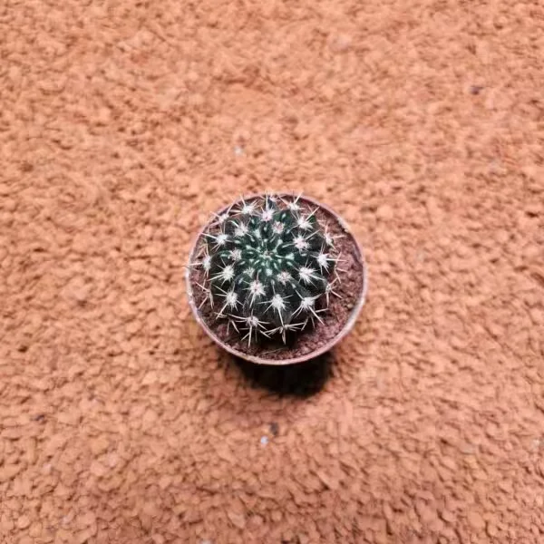 Notocactus Submammulosus 5.5lik Saksıda Kaktüs