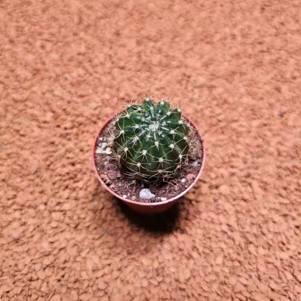 Echinopsis 5,5lik Saksıda Kaktüs