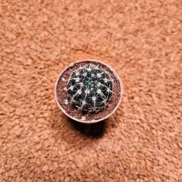 Notocactus Submammulosus 5.5lik Saksıda Kaktüs
