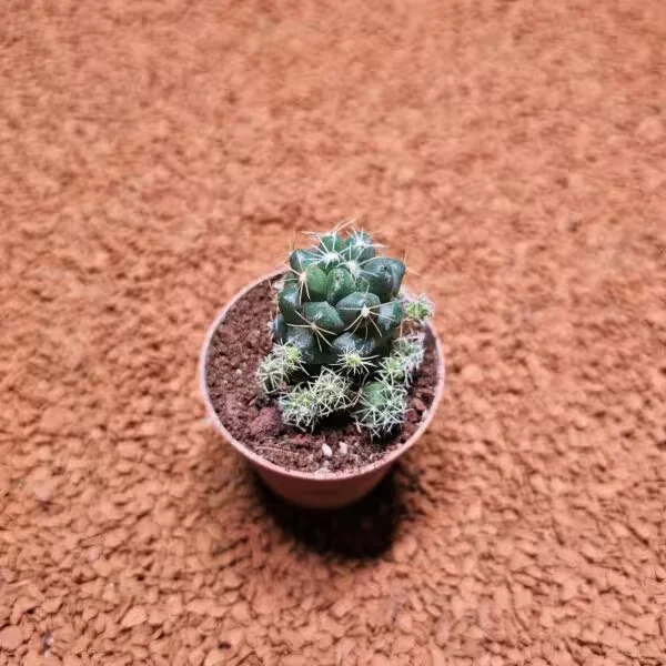 Pelecyphora Macromeris 5,5lik Saksıda Kaktüs