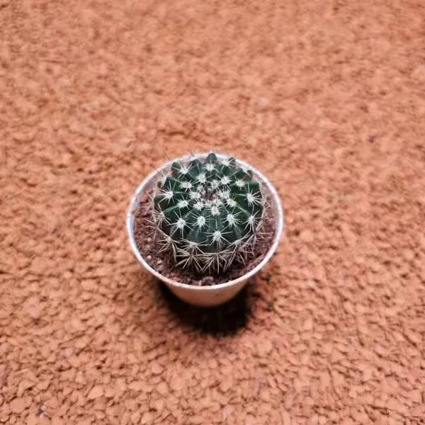 Echinopsis 5.5lik Saksıda Kaktüs