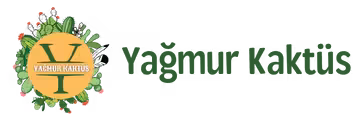 Yağmur Kaktüs