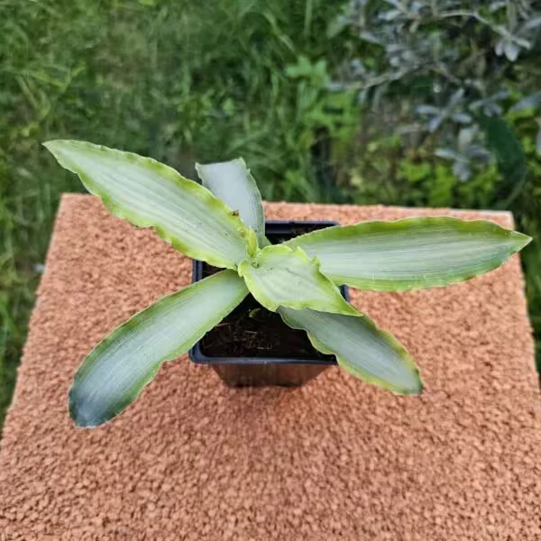 Murdannia Loriformis 10 - 15 cm 9 luk Saksıda