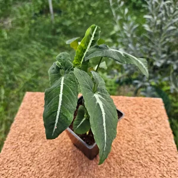 Syngonium Wendlandii 10 - 15 cm 9 luk Saksıda