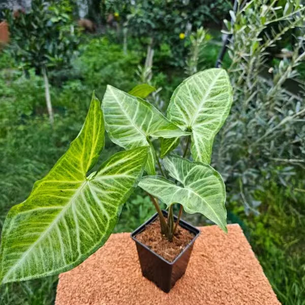 Syngonium Podophyllum Melek Kanadı Sarmaşık 9 luk Saksıda