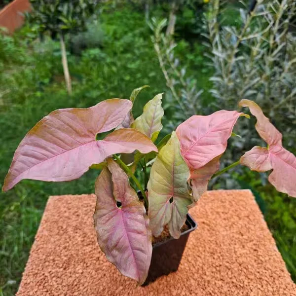 Syngonium Pink - Melek Kanadı Pembe 9 luk Saksıda