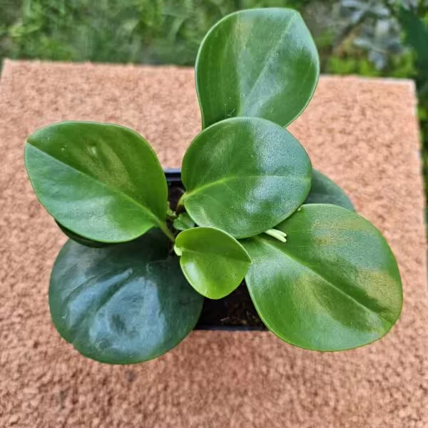 Peperomia Obtusifolia 7 - 10 cm 9 luk Saksıda