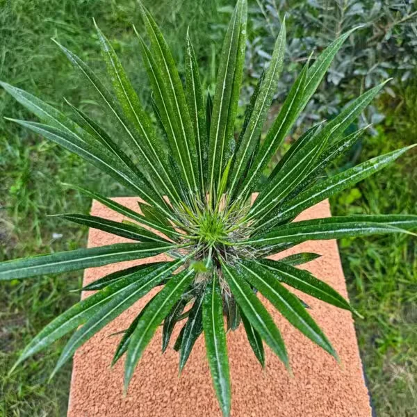 Madagaskar Palmiyesi 20 cm 12 lik Saksıda