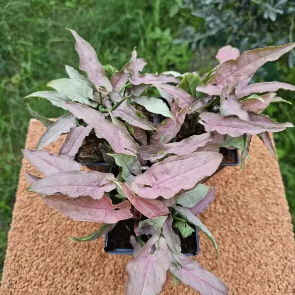 Syngonium Red Feather 9 luk Saksıda