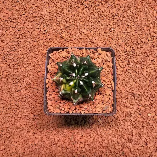 Gymnocalycium 5 cm Özel Tür Kaktüs