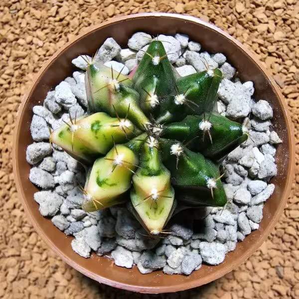 Gymnocalycium 5 cm Özel Tür Kaktüs