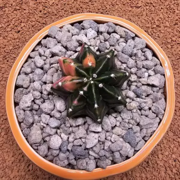 Gymnocalycium 5,5 cm Özel Tür Kaktüs
