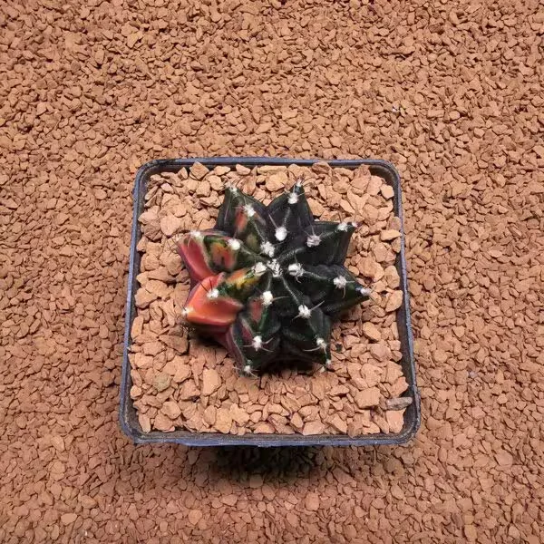 Gymnocalycium 5 cm Özel Tür Kaktüs