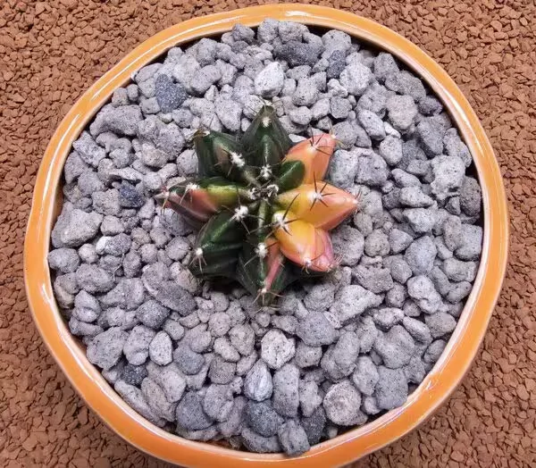 Gymnocalycium 5 cm Özel Tür Kaktüs
