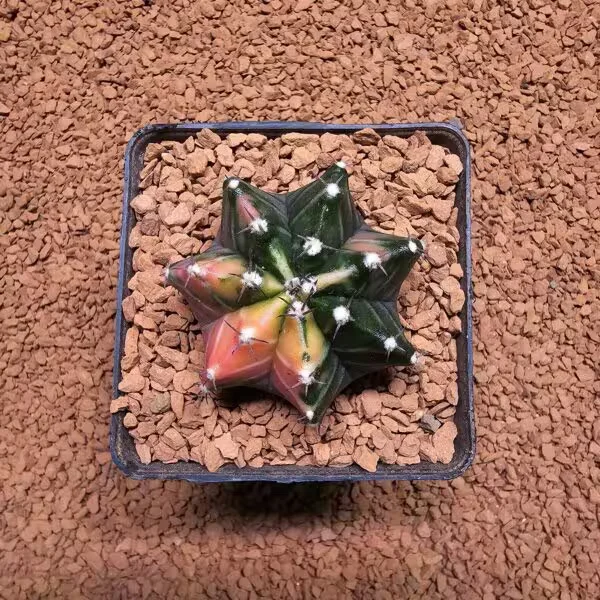 Gymnocalycium 5 cm Özel Tür Kaktüs