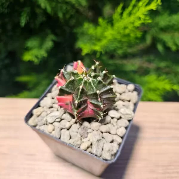 Gymnocalycium 5 cm Özel Tür Kaktüs