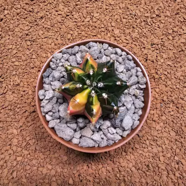 Gymnocalycium 5 cm Özel Tür Kaktüs