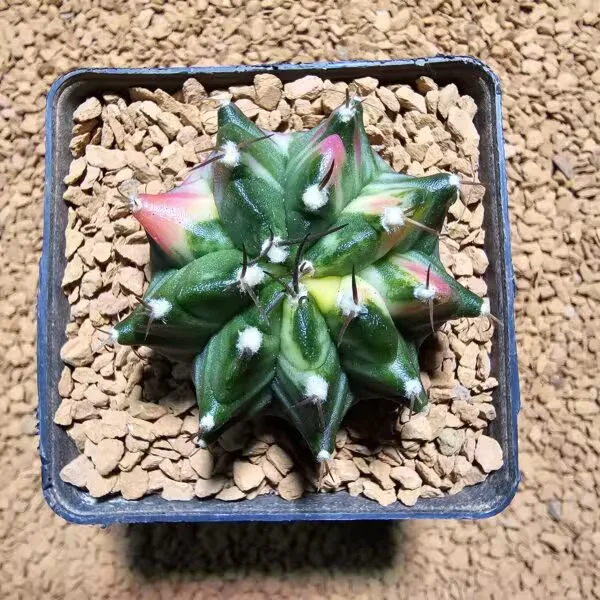 Gymnocalycium 5,5 cm Özel Tür Kaktüs