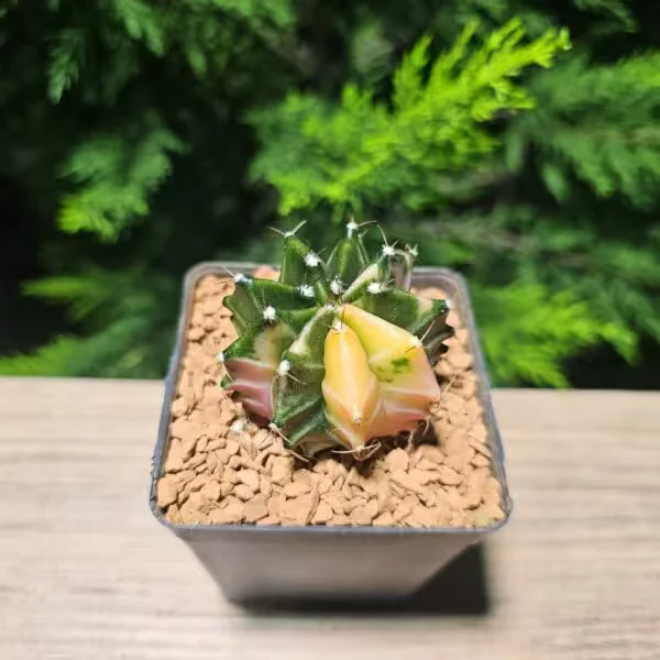 Gymnocalycium 5 cm Özel Tür Kaktüs