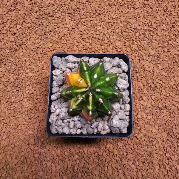 Gymnocalycium 5 cm Özel Tür Kaktüs