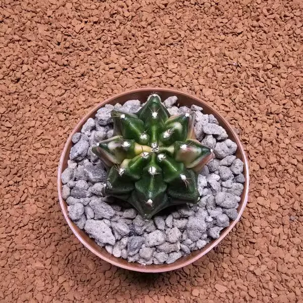 Gymnocalycium 5 cm Özel Tür Kaktüs