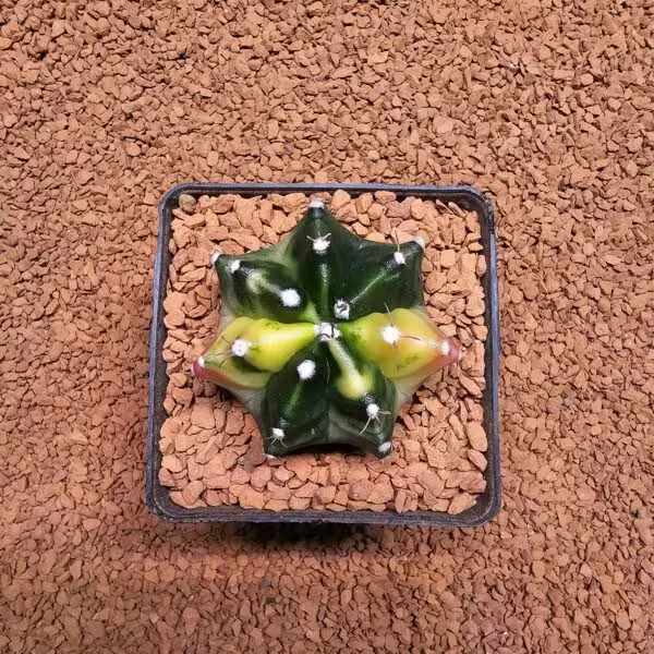 Gymnocalycium 5 cm Özel Tür Kaktüs