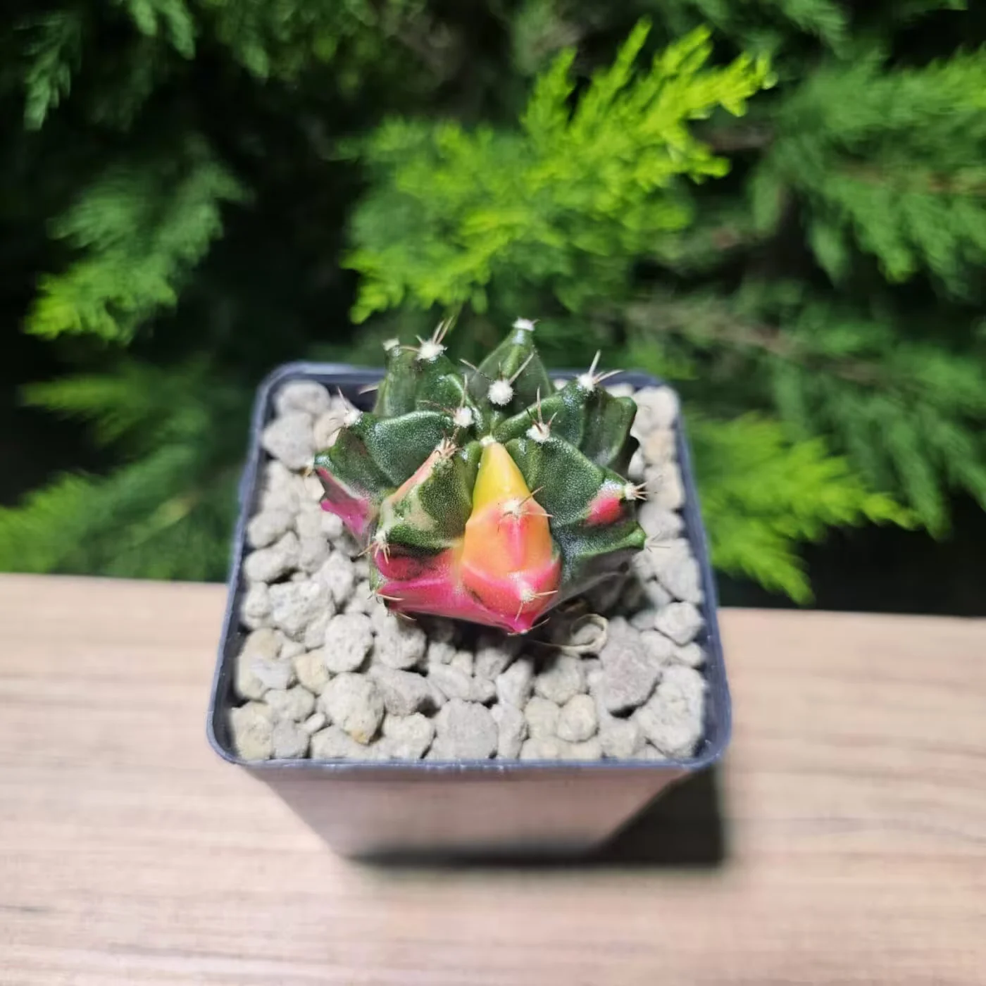 Previous Product Image