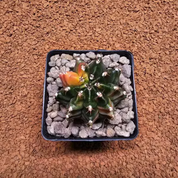 Gymnocalycium 5 cm Özel Tür Kaktüs