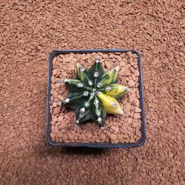 Gymnocalycium 5 cm Özel Tür Kaktüs