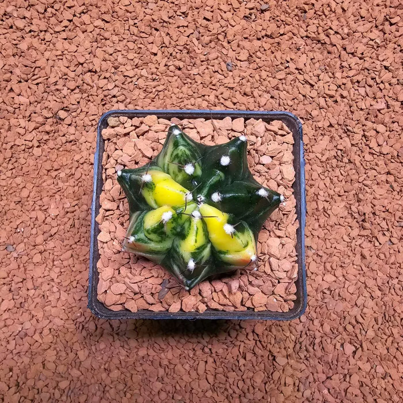 Previous Product Image
