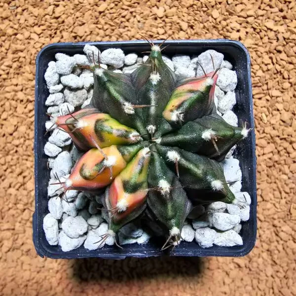Gymnocalycium 6 cm Özel Tür Kaktüs