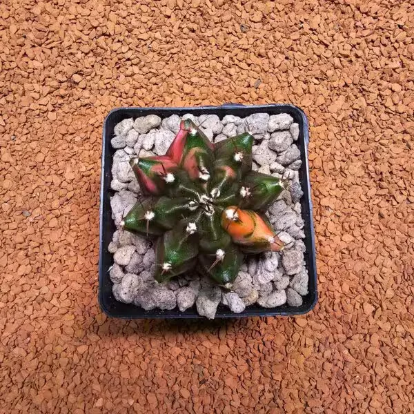 Gymnocalycium 5,5 cm Özel Tür Kaktüs