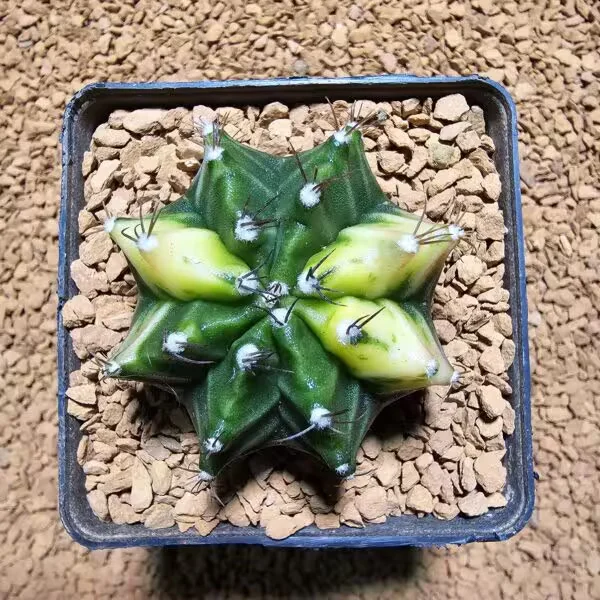 Gymnocalycium 5 cm Özel Tür Kaktüs